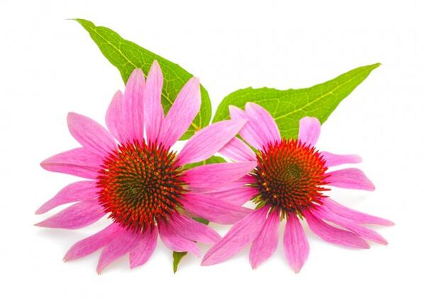 Clean Forte zawiera ekstrakt z Echinacea purpurea