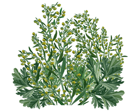 Clean Forte zawiera ekstrakt z piołunu