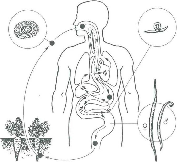 Główne sposoby penetracji pasożytów do ludzkiego ciała