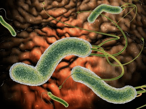 Jakie pasożyty mogą być w ciele