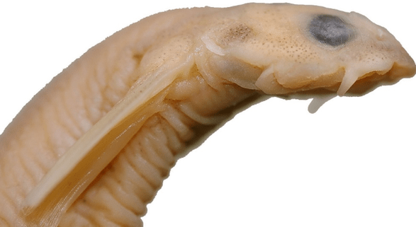 Baleen vandellia występuje w rzekach Amazonki i jest uważana za bardzo niebezpieczną.