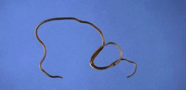 Pasożyt wywołujący różne groźne dla człowieka choroby